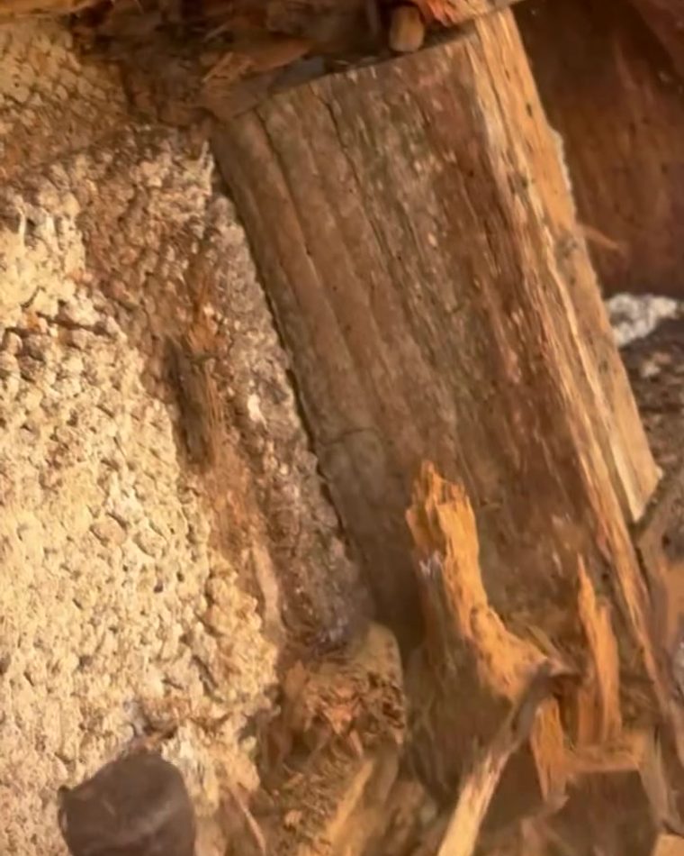 Rotten structural timber cut open before replacement